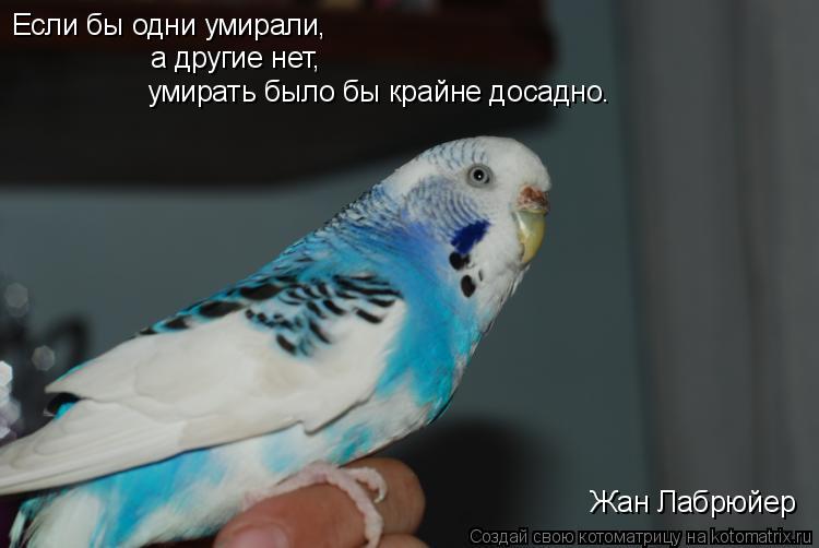 Котоматрица: Если бы одни умирали,  а другие нет, умирать было бы крайне досадно. Жан Лабрюйер