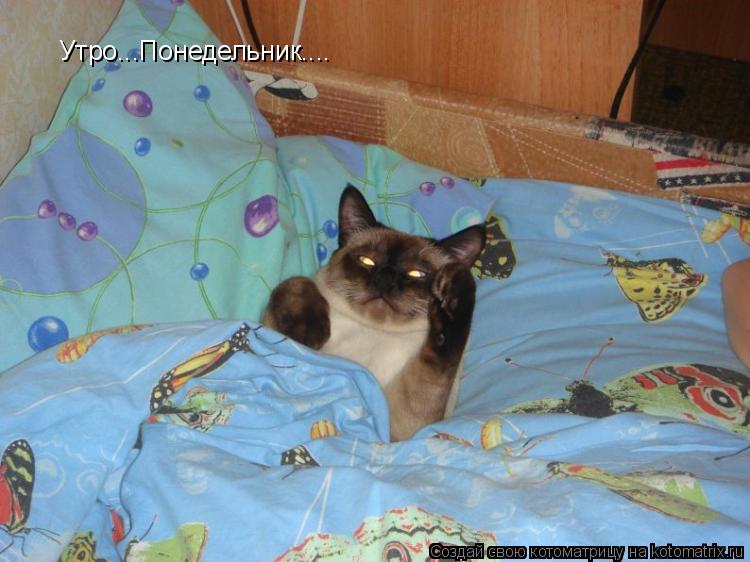 Котоматрица: Утро...Понедельник....