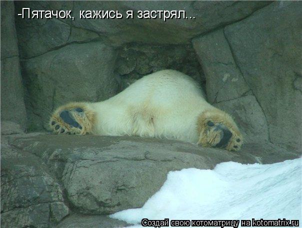 -Пятачок, кажись я застрял...... Котоматрица: -Пятачок, кажись я застрял...