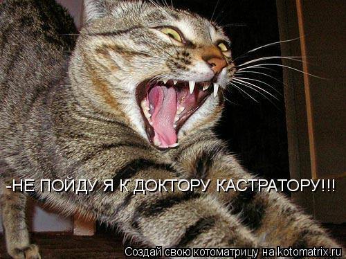 -НЕ ПОЙДУ Я К ДОКТОРУ КАСТРАТОРУ!!!... Котоматрица: -НЕ ПОЙДУ Я К ДОКТОРУ КАСТРАТОРУ!!!