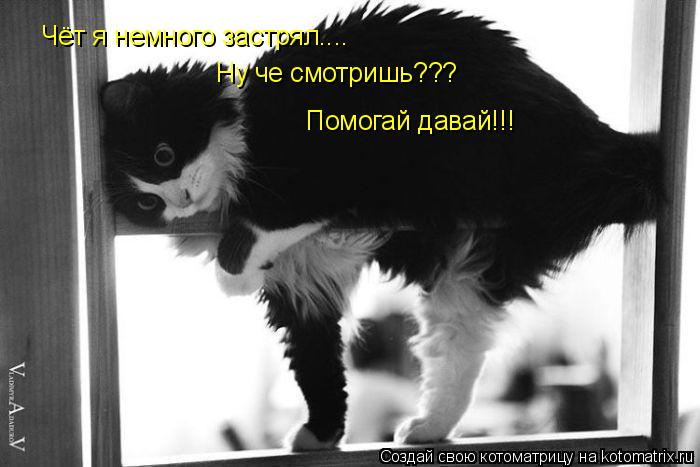 Чёт я немного застрял.... Ну че смотришь??? Помогай давай!!!... Котоматрица: Чёт я немного застрял.... Ну че смотришь??? Помогай давай!!!