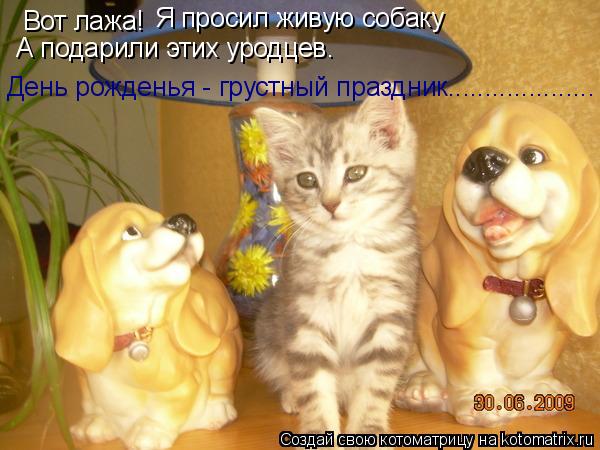 Котоматрица: Вот лажа! Я просил живую собаку А подарили этих уродцев. День рожденья - грустный праздник....................