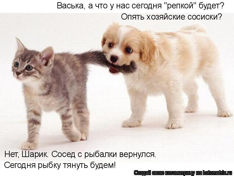 Васька, а что у нас сегодня "репкой" будет? Опять хозяйские сосиски? Нет, Шарик. Сосед с рыбалки верн... Котоматрица: Васька, а что у нас сегодня "репкой" будет? Опять хозяйские сосиски? Нет, Шарик. Сосед с рыбалки вернулся. Сегодня рыбку тянуть будем!