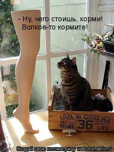 - Ну, чего стоишь, корми! Волков-то кормите!... Котоматрица: - Ну, чего стоишь, корми! Волков-то кормите!