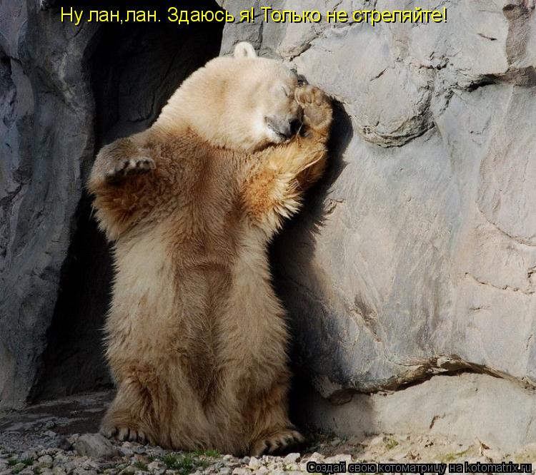 Ну лан,лан. Здаюсь я! Только не стреляйте!... Котоматрица: Ну лан,лан. Здаюсь я! Только не стреляйте!