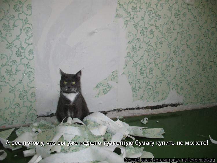 А все потому, что вы уже неделю туалетную бумагу купить не можете!... Котоматрица: А все потому, что вы уже неделю туалетную бумагу купить не можете!