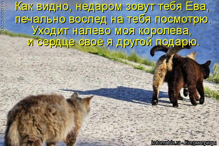 Как видно, недаром зовут тебя Ева, печально вослед на тебя посмотрю. Уходит налево моя королева, и с... Котоматрица: Как видно, недаром зовут тебя Ева, печально вослед на тебя посмотрю. Уходит налево моя королева, и сердце своё я другой подарю.