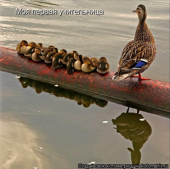 Моя первая учительница... Котоматрица: Моя первая учительница
