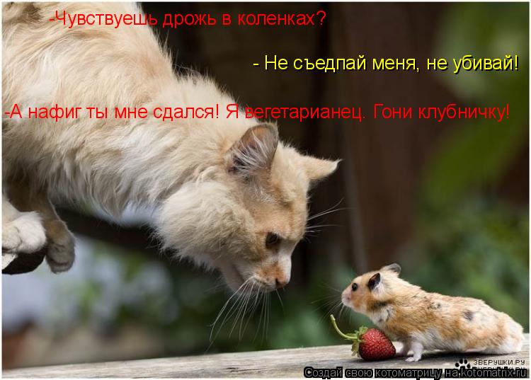 -Чувствуешь дрожь в коленках? - Не съедпай меня, не убивай! -А нафиг ты мне сдался! Я вегетарианец. ... Котоматрица: -Чувствуешь дрожь в коленках? - Не съедпай меня, не убивай! -А нафиг ты мне сдался! Я вегетарианец. Гони клубничку!