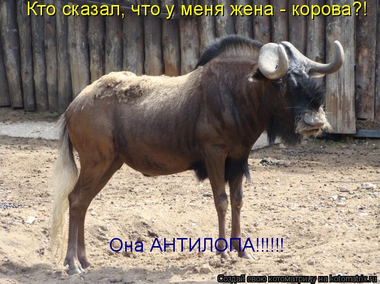 Котоматрица: Кто сказал, что у меня жена - корова?! Она АНТИЛОПА!!!!!!