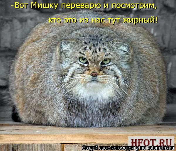 Котоматрица: кто это из нас тут жирный! -Вот Мишку переварю и посмотрим,