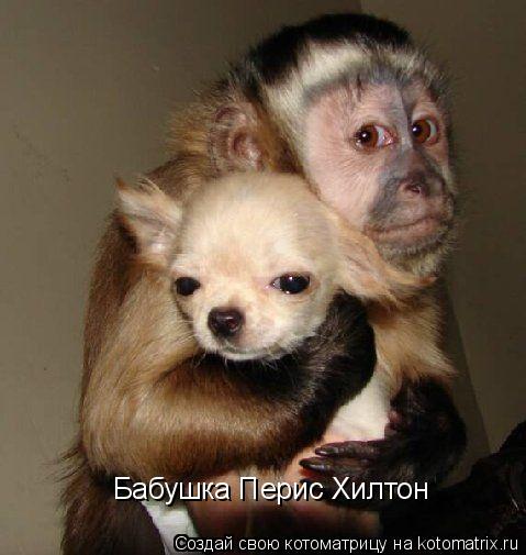 Котоматрица: Бабушка Перис Хилтон