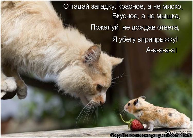 Котоматрица: Отгадай загадку: красное, а не мяско, Вкусное, а не мышка, Пожалуй, не дождав ответа, Я убегу вприпрыжку! А-а-а-а-а!