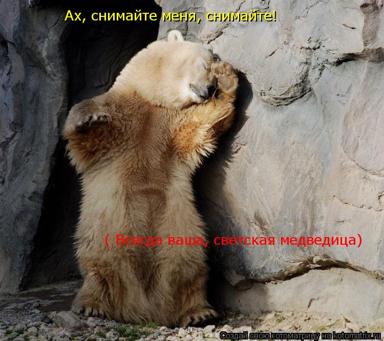 Котоматрица: Ах, снимайте меня, снимайте! ( Всегда ваша, светская медведица)