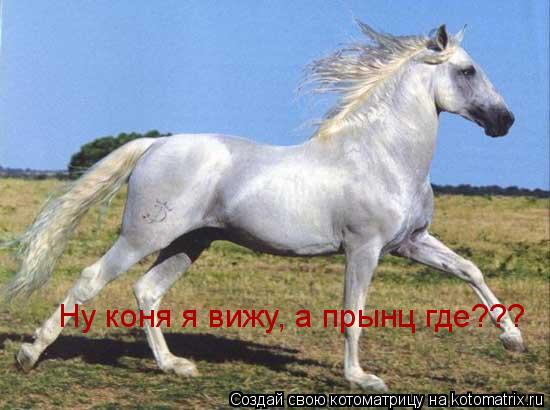 Ну коня я вижу, а прынц где???... Котоматрица: Ну коня я вижу, а прынц где???