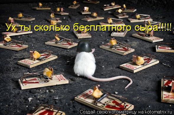 Ух ты сколько бесплатного сыра!!!!!... Котоматрица: Ух ты сколько бесплатного сыра!!!!!