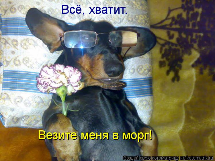 Всё, хватит. Везите меня в морг!... Котоматрица: Всё, хватит. Везите меня в морг!