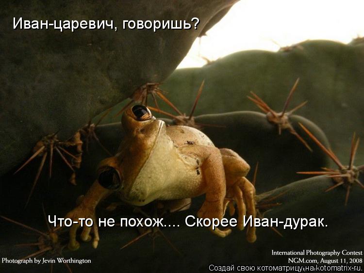 Иван-царевич, говоришь? Что-то не похож.... Скорее Иван-дурак.... Котоматрица: Иван-царевич, говоришь? Что-то не похож.... Скорее Иван-дурак.