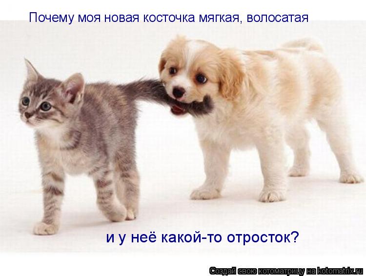 Почему моя новая косточка мягкая, волосатая и у неё какой-то отросток?... Котоматрица: Почему моя новая косточка мягкая, волосатая и у неё какой-то отросток?