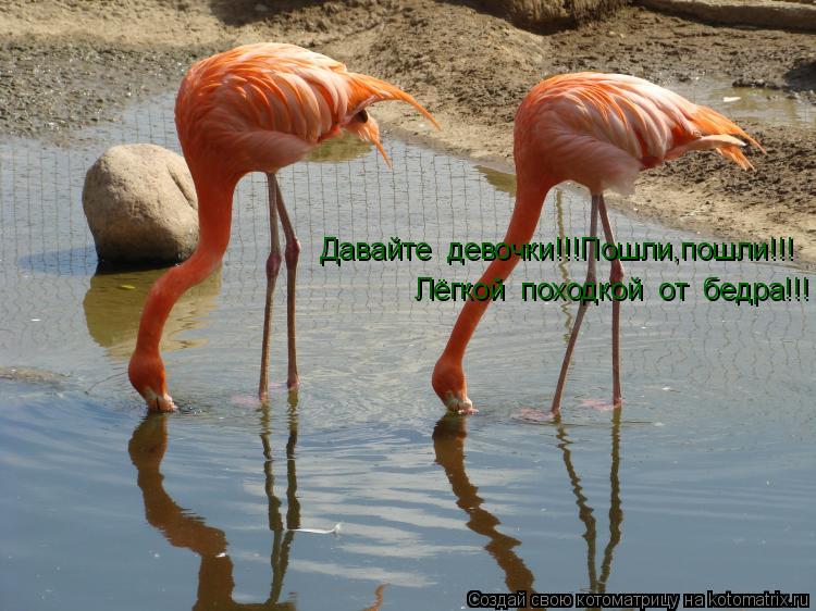 Давайте девочки!!!Пошли,пошли!!! Лёгкой походкой от бедра!!!... Котоматрица: Давайте девочки!!!Пошли,пошли!!! Лёгкой походкой от бедра!!!
