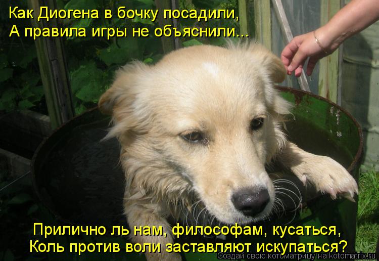 Котоматрица: Как Диогена в бочку посадили, А правила игры не объяснили... Прилично ль нам, философам, кусаться, Коль против воли заставляют искупаться?