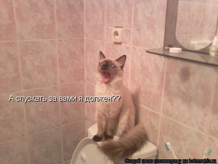 Котоматрица: А спускать за вами я должен??
