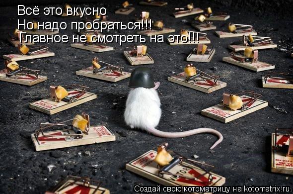 Котоматрица: Всё это вкусно Но надо пробраться!!! Главное не смотреть на это!!!