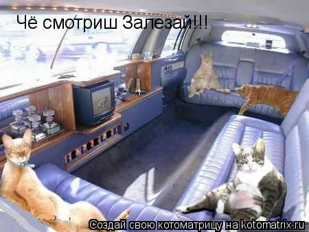 Котоматрица: Чё смотриш Залезай!!!