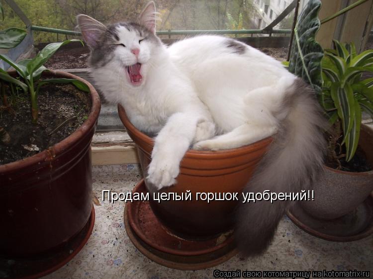 Котоматрица: Продам целый горшок удобрений!!