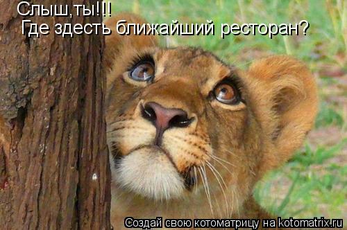 Котоматрица: Слыш,ты!!! Где здесть ближайший ресторан?