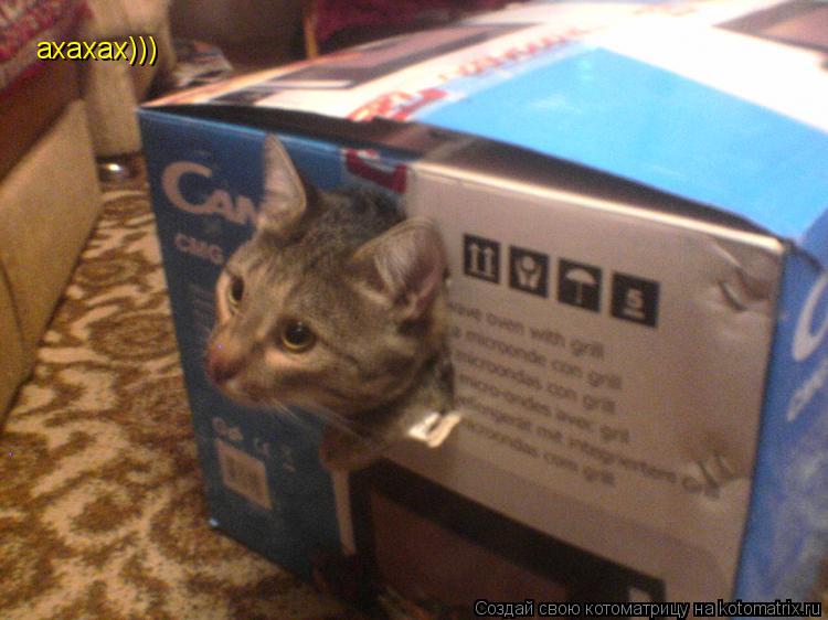 Котоматрица: ахахах)))
