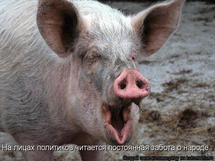 Котоматрица: На лицах политиков читается постоянная забота о народе