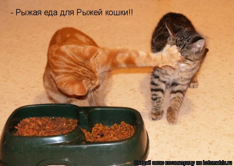 Котоматрица: - Рыжая еда для Рыжей кошки!!
