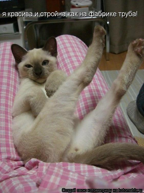 Котоматрица: я красива и стройна,как на фабрике труба!