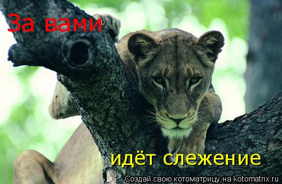 Котоматрица: За вами идёт слежение