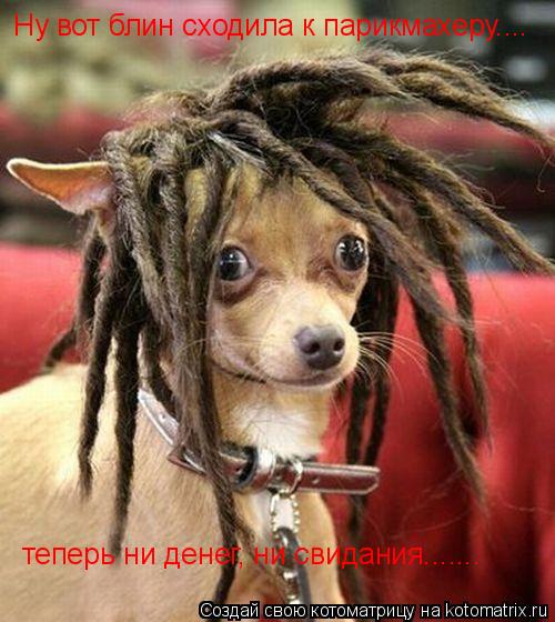 Котоматрица: Ну вот блин сходила к парикмахеру.... теперь ни денег, ни свидания.......