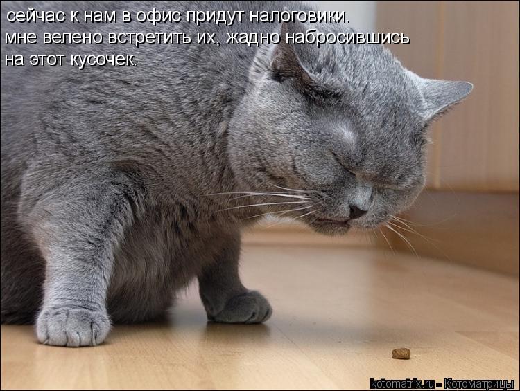 Котоматрица: сейчас к нам в офис придут налоговики. мне велено встретить их, жадно набросившись  на этот кусочек.