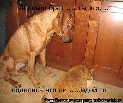 Котоматрица: эй слыш брат......ты это.... поделись что ли......едой то