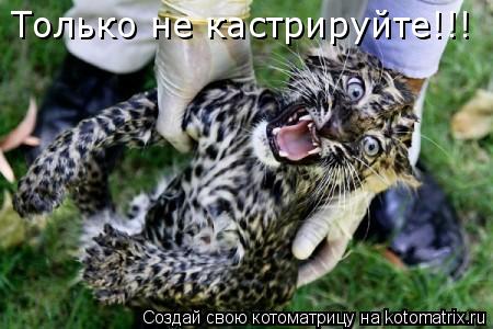 Котоматрица: Только не кастрируйте!!!