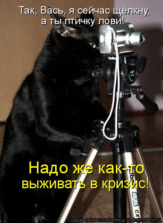 Котоматрица: Так, Вась, я сейчас щёлкну, а ты птичку лови! Надо же как-то выживать в кризис!