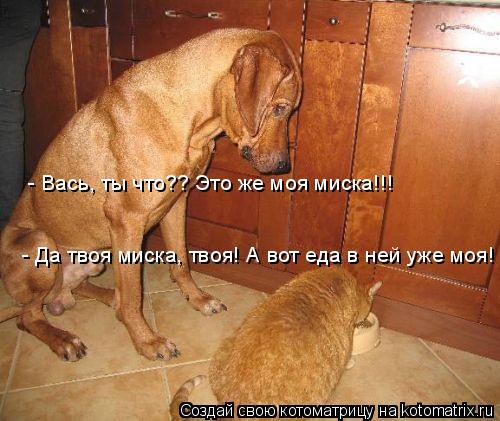 Котоматрица: - Вась, ты что?? Это же моя миска!!! - Да твоя миска, твоя! А вот еда в ней уже моя!