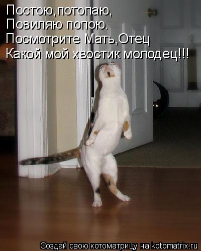 Котоматрица: Постою,потопаю, Повиляю попою. Посмотрите Мать,Отец Какой мой хвостик молодец!!!