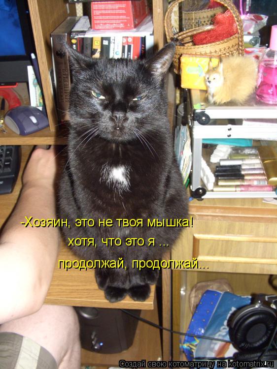 Котоматрица: -Хозяин, это не твоя мышка! хотя, что это я ... продолжай, продолжай...