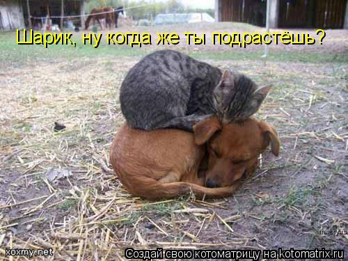 Шарик, ну когда же ты подрастёшь?... Котоматрица: Шарик, ну когда же ты подрастёшь?