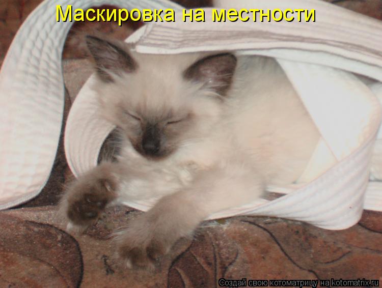 Маскировка на местности... Котоматрица: Маскировка на местности