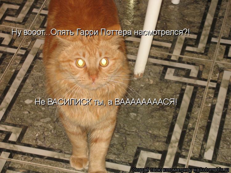 Котоматрица: Ну вооот...Опять Гарри Поттера насмотрелся?! Не ВАСИЛИСК ты, а ВААААААААСЯ!