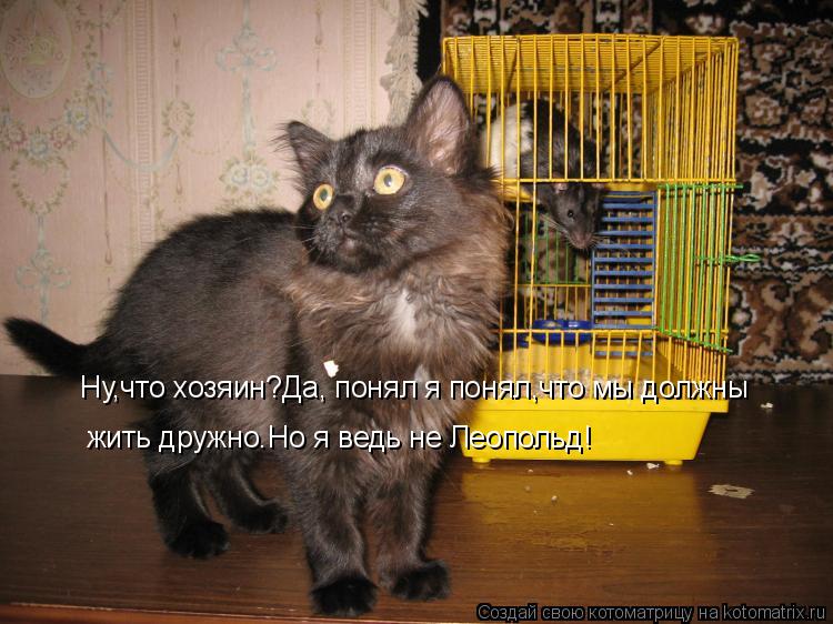 Котоматрица: Ну,что хозяин?Да, понял я понял,что мы должны жить дружно.Но я ведь не Леопольд!