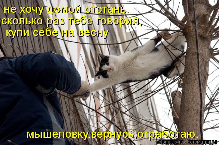 не хочу домой отстань. сколько раз тебе говорил, купи себе на весну мышеловку.вернусь,отработаю.... Котоматрица: не хочу домой отстань. сколько раз тебе говорил, купи себе на весну мышеловку.вернусь,отработаю.