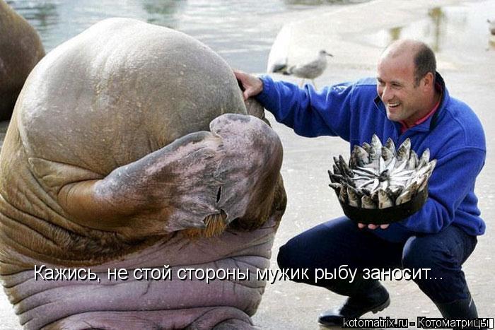 Котоматрица: Кажись, не стой стороны мужик рыбу заносит...