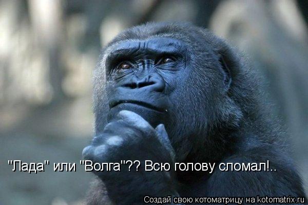 Котоматрица: "Лада" или "Волга"?? Всю голову сломал!..